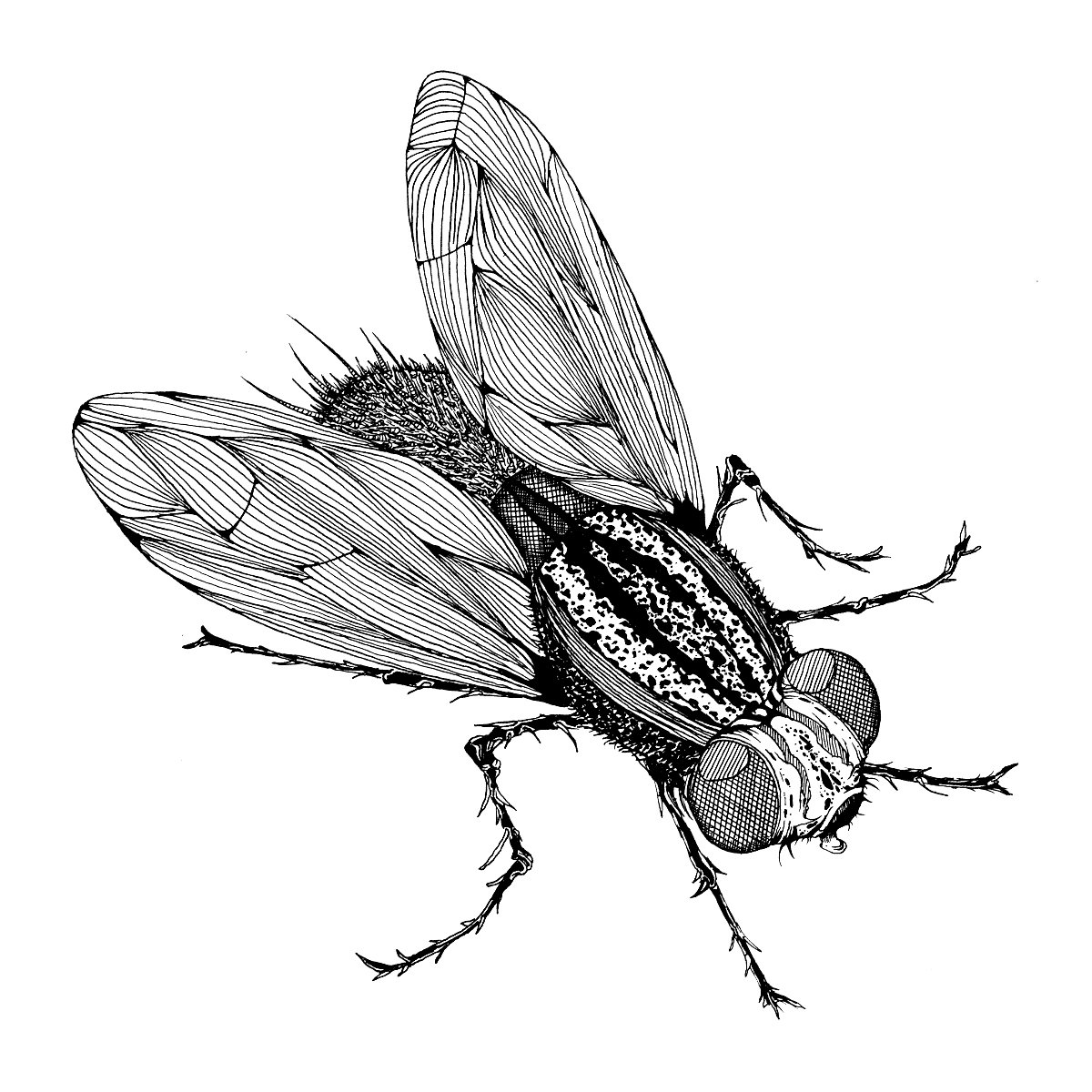 Diptera by Flobarink is a temporary tattoo from inkbox - design