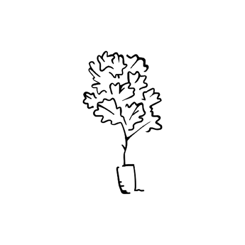 Ficus Lyrata by Scotti T is a Nature temporary tattoo from inkbox - 1