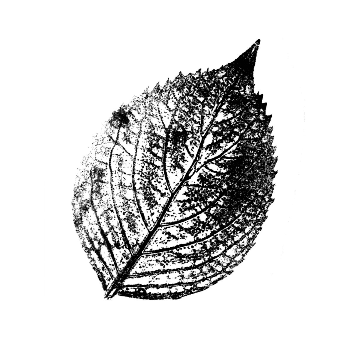 Botanical Impression by Felipe Sena is a temporary tattoo from inkbox - design